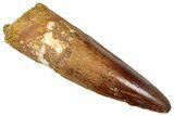 Fossil Spinosaurus Tooth - Real Dinosaur Tooth #357437-1